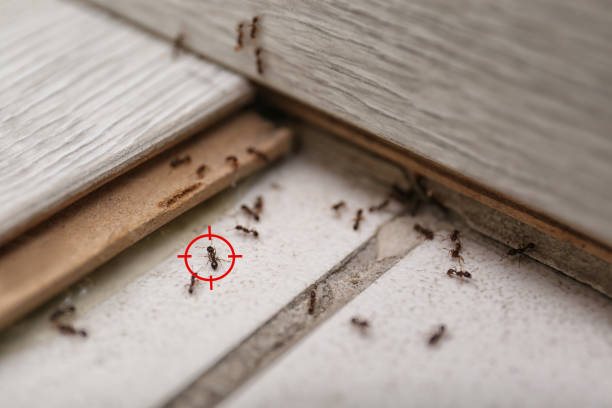 Best Pest Removal Services  in Girard, OH