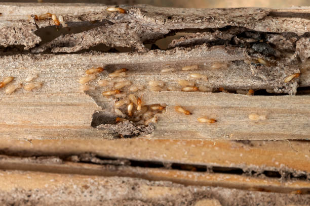 Professional Pest Control in Girard, OH